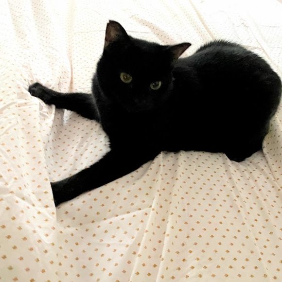 Pet friendly closet! - Picture 4 of 9